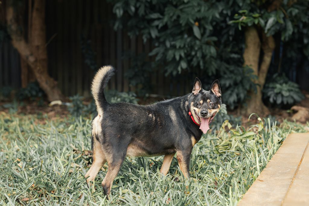 新北市已領養狗 混種犬