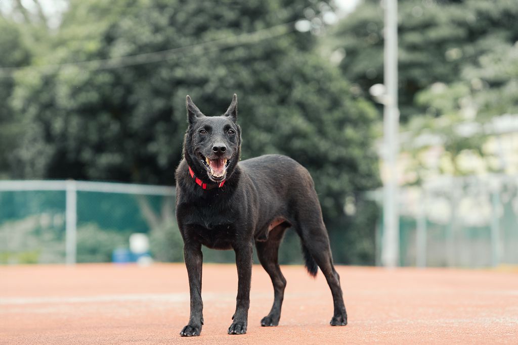 新北市已領養狗 混種犬