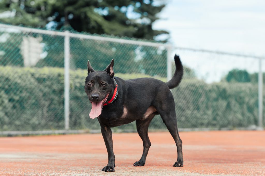 新北市已領養狗 混種犬