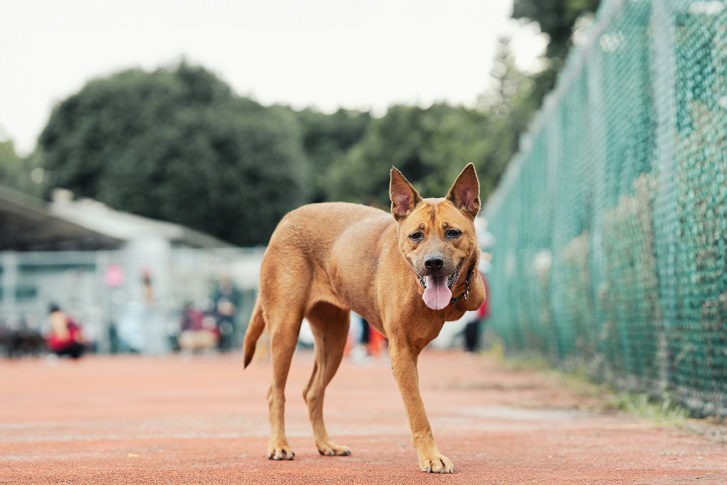 新北市已領養狗 混種犬