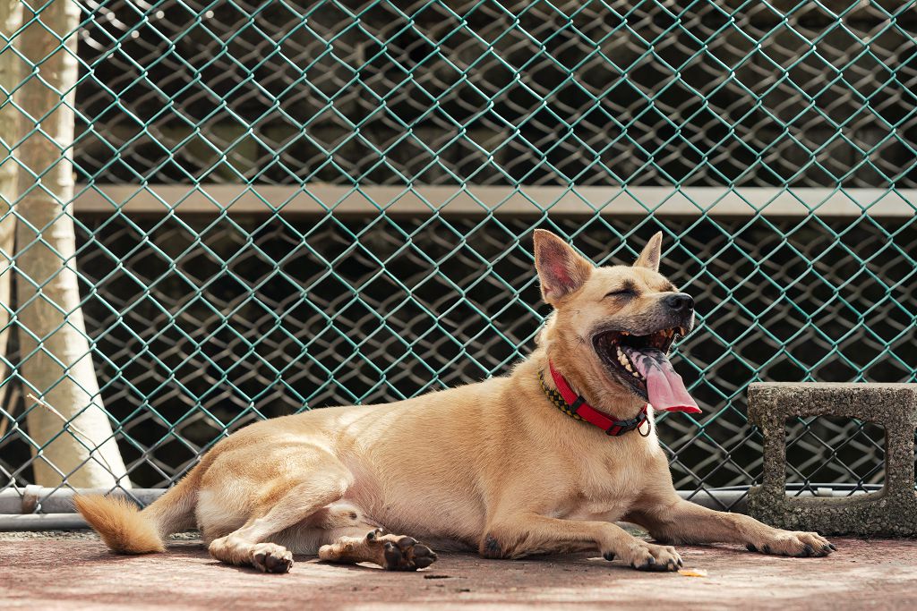 新北市已領養狗 混種犬