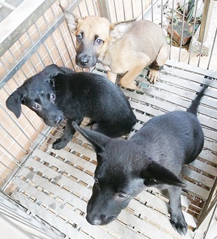 台中市已領養狗 混種犬