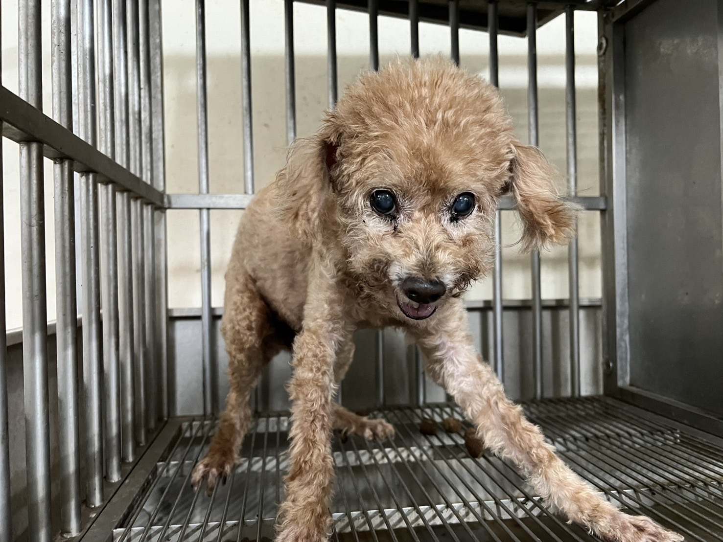 桃園市已領養狗 貴賓犬