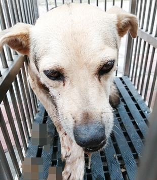 台中市已領養狗 混種犬
