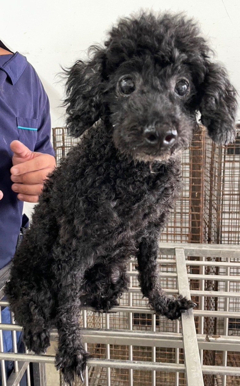 花蓮縣已領養狗 貴賓犬