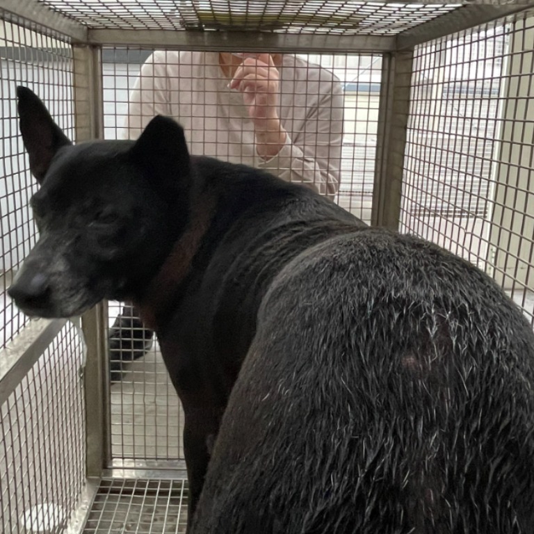 台北市已領養狗 混種犬