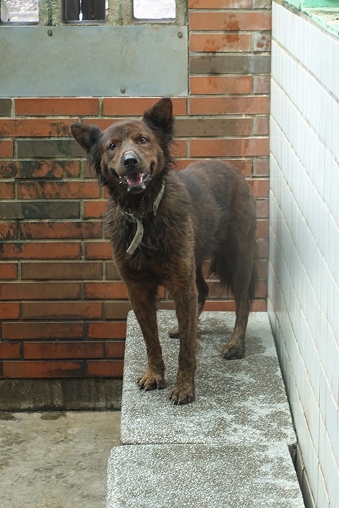 宜蘭縣已領養狗 混種犬