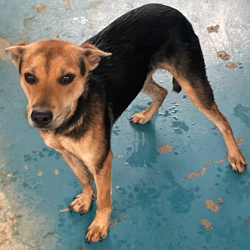 苗栗縣已領養狗 混種犬