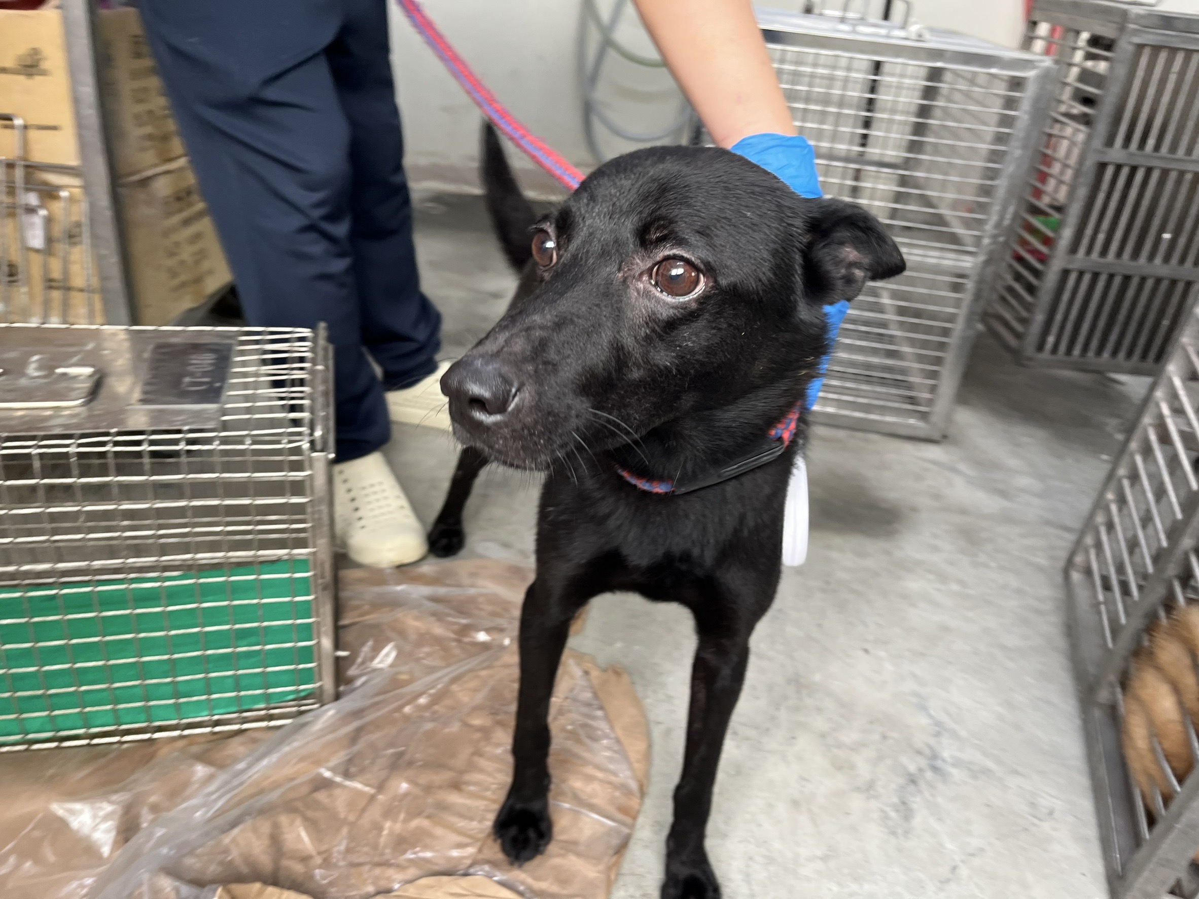 台北市已領養狗 混種犬