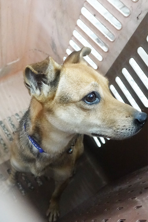 宜蘭縣已領養狗 混種犬