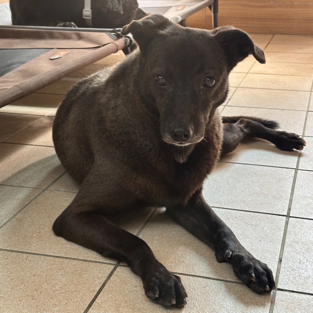 新北市已領養狗 混種犬