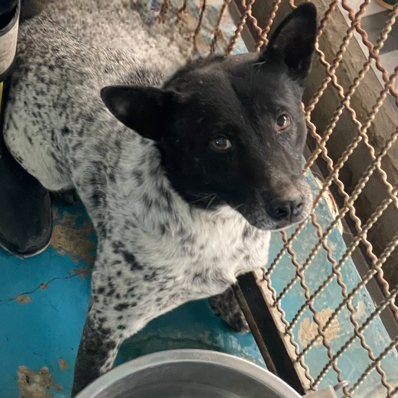 苗栗縣已領養狗 混種犬