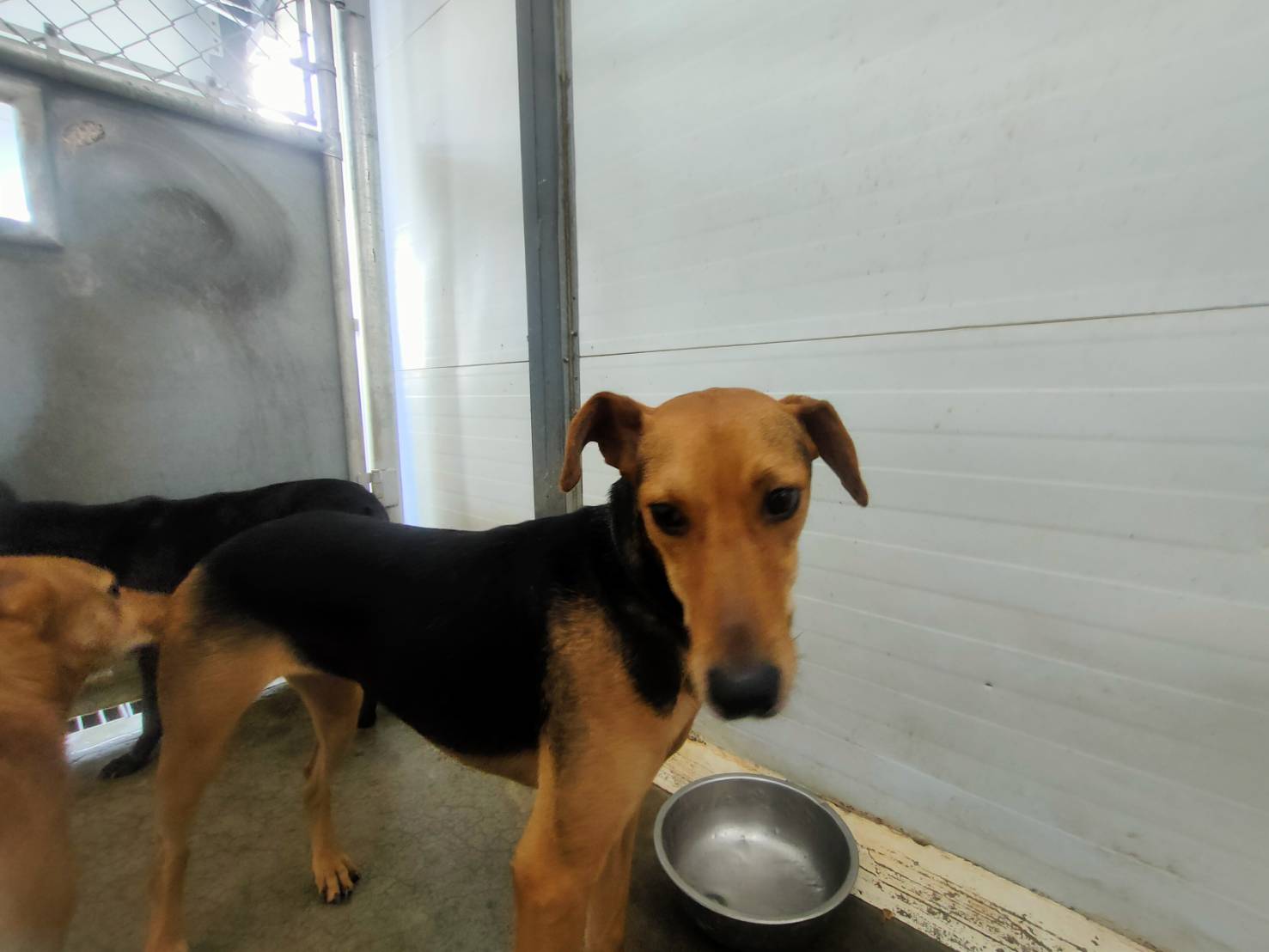 台北市已領養狗 混種犬