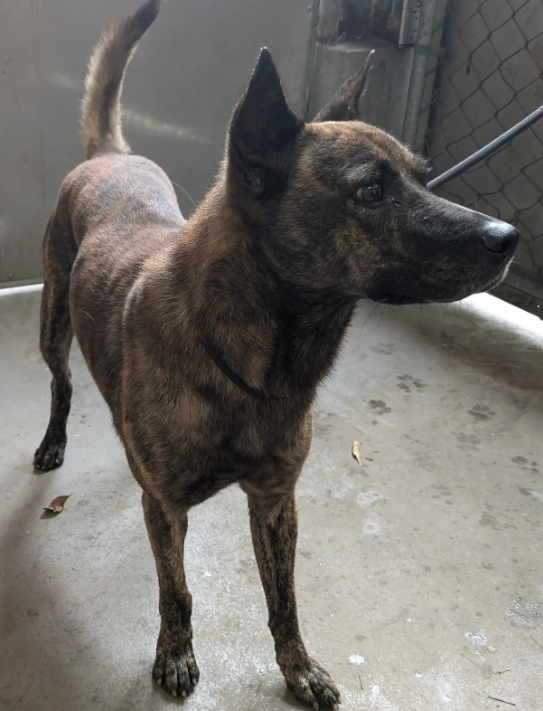 新北市已領養狗 混種犬