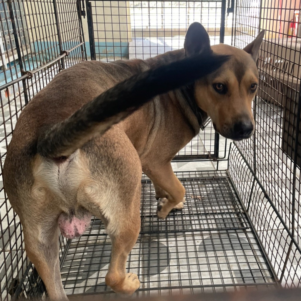 苗栗縣已領養狗 混種犬