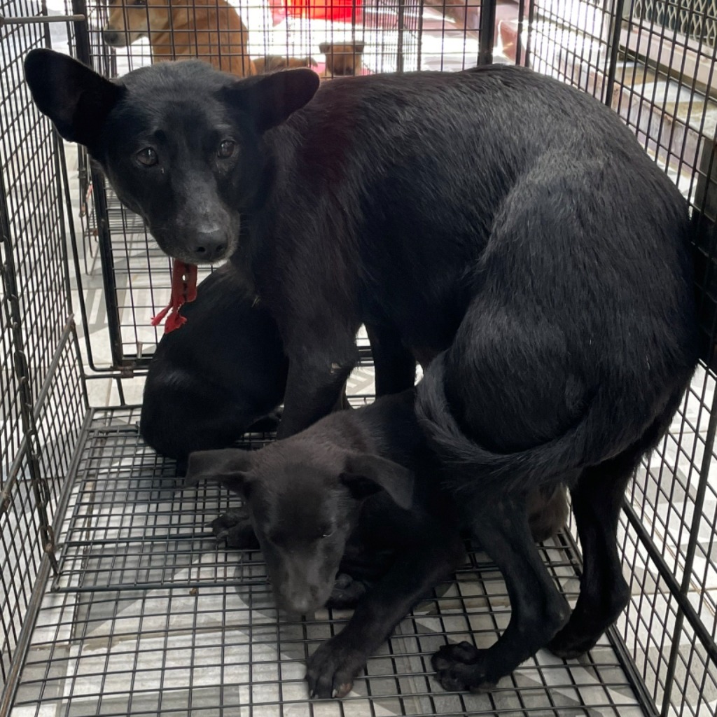 苗栗縣已領養狗 混種犬