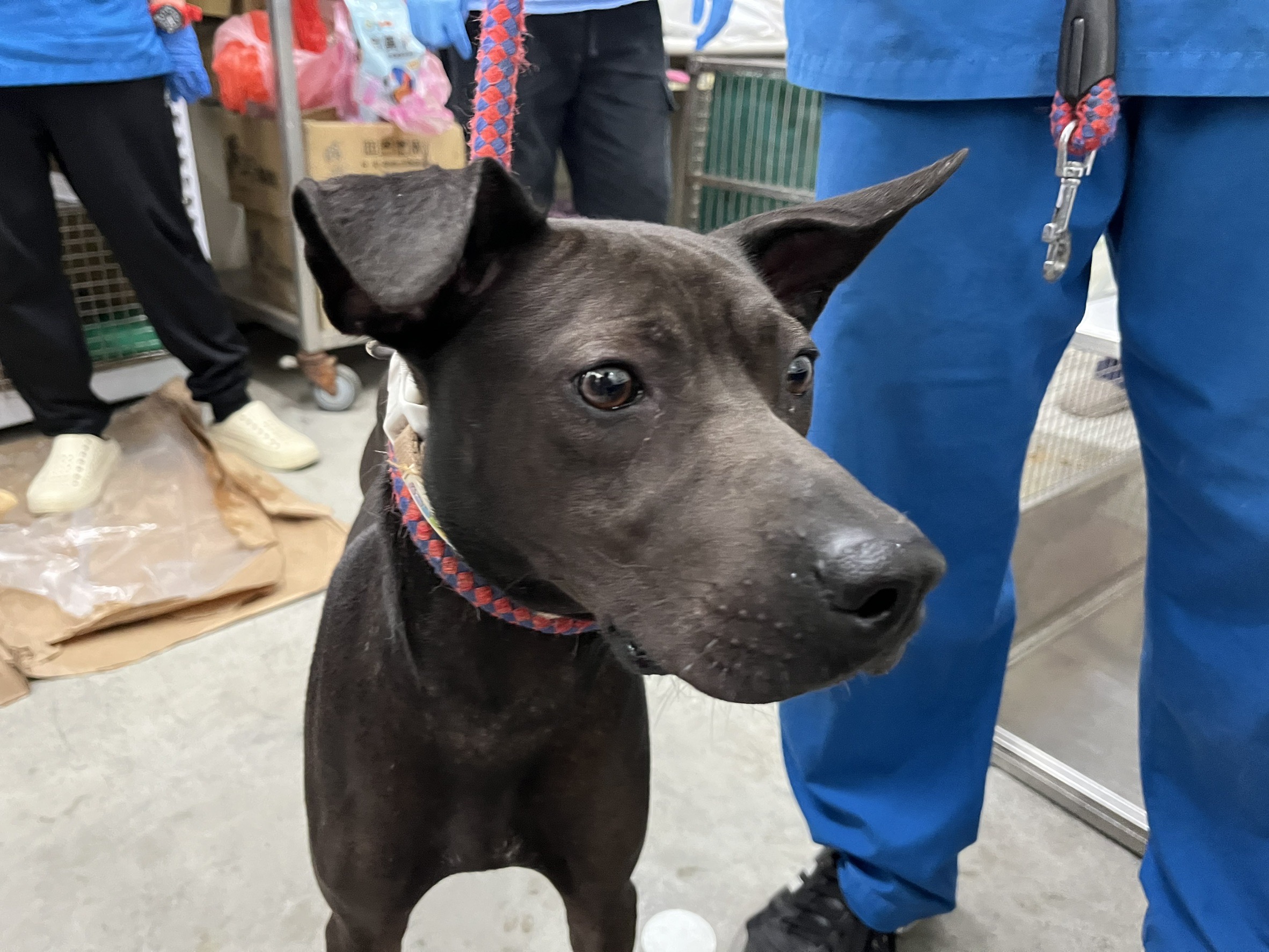 台北市已領養狗 混種犬
