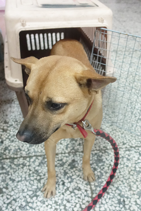 宜蘭縣已領養狗 混種犬