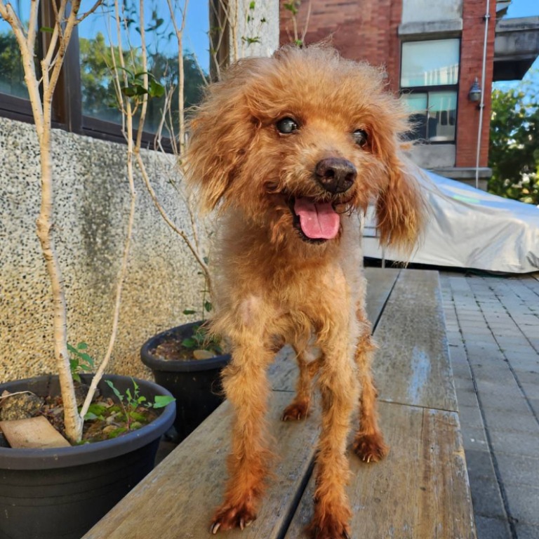 新竹縣已領養狗 貴賓犬