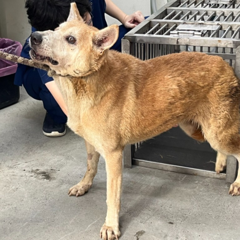 台北市已領養狗 混種犬