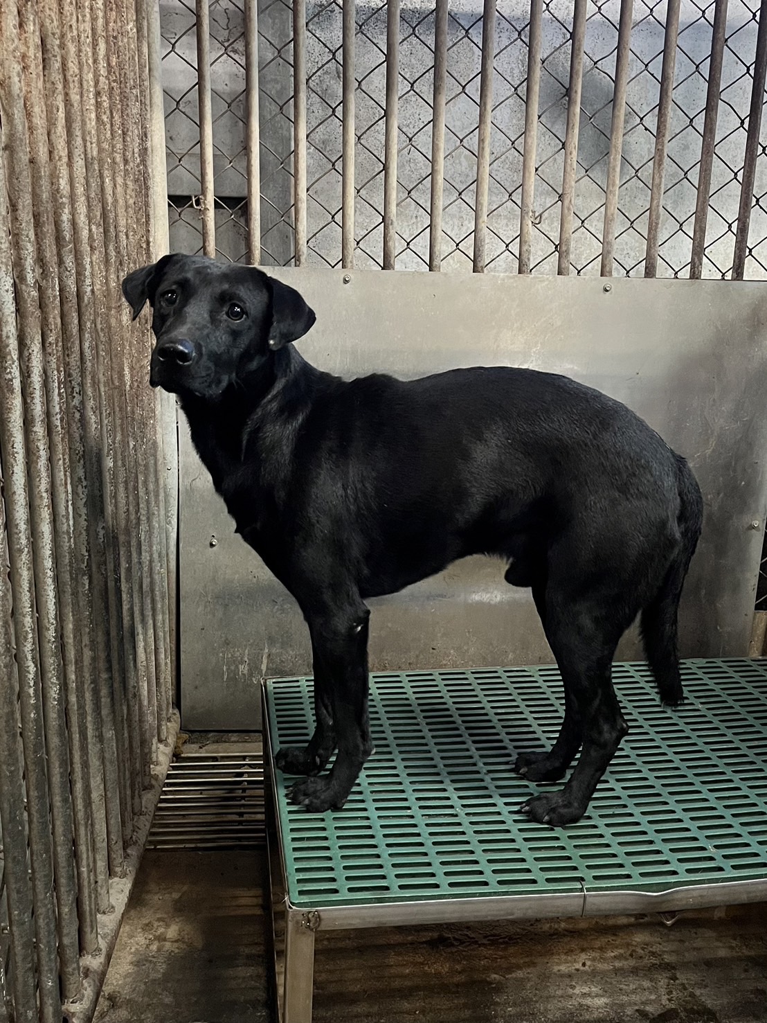 彰化縣已領養狗 混種犬