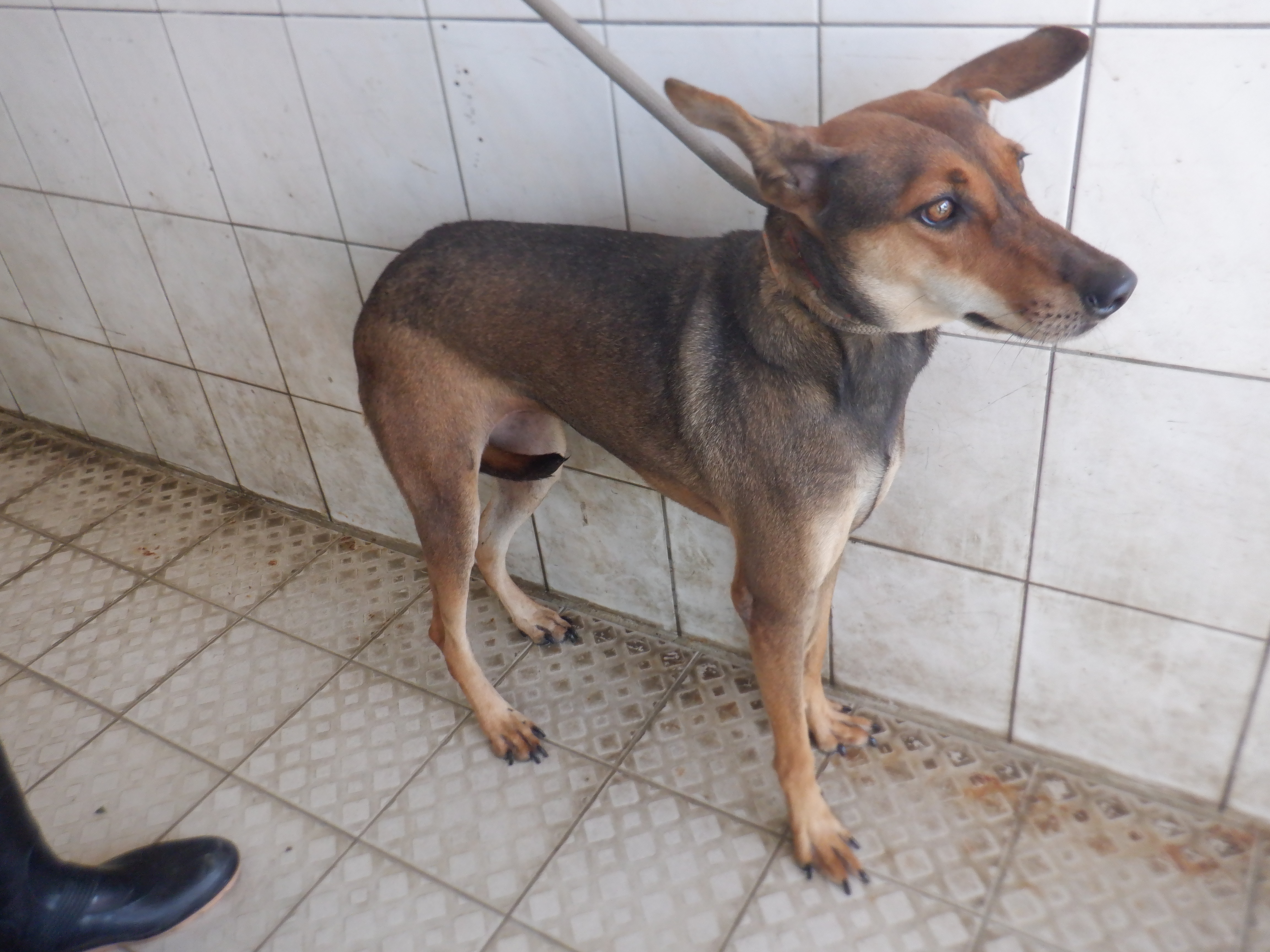 南投縣已領養狗 混種犬