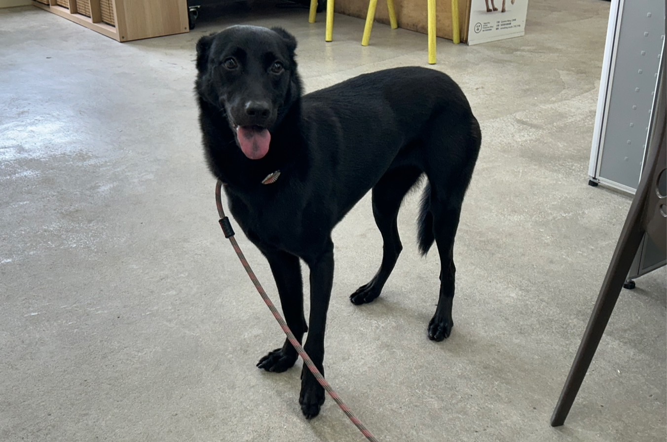 台北市已領養狗 混種犬