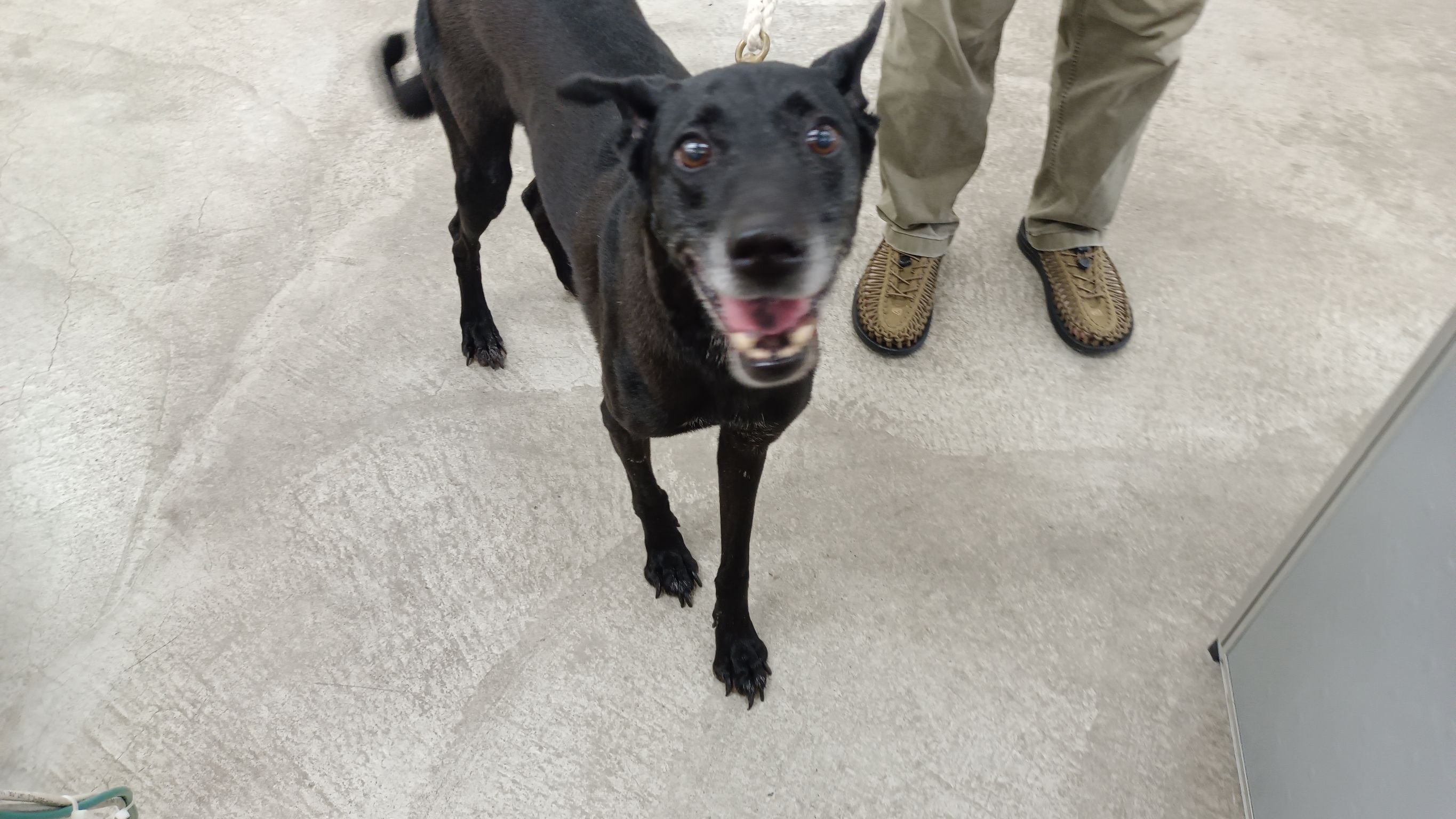 台北市已領養狗 混種犬