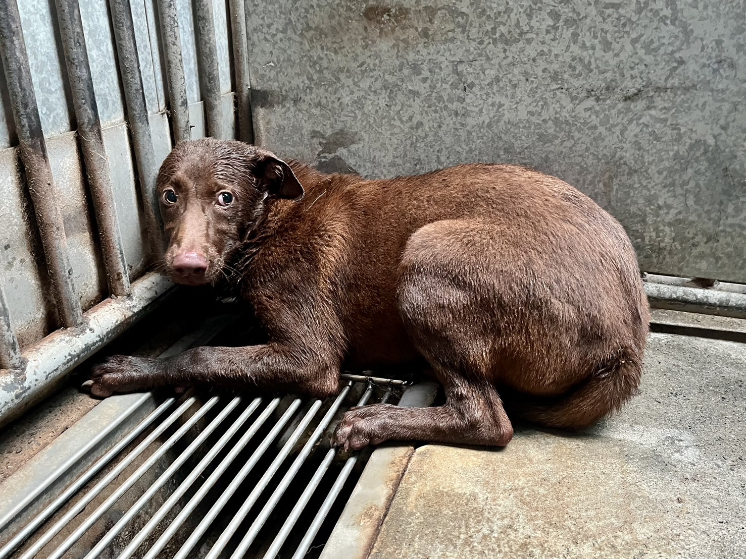 彰化縣已領養狗 混種犬