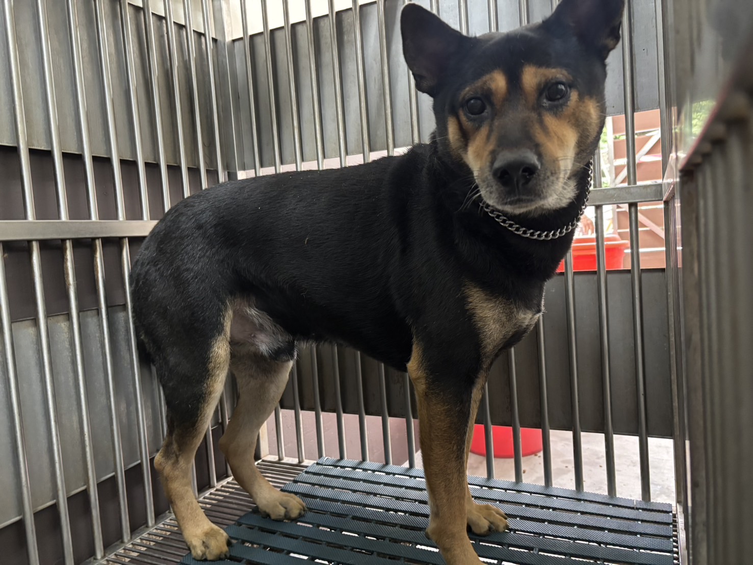 新北市已領養狗 混種犬