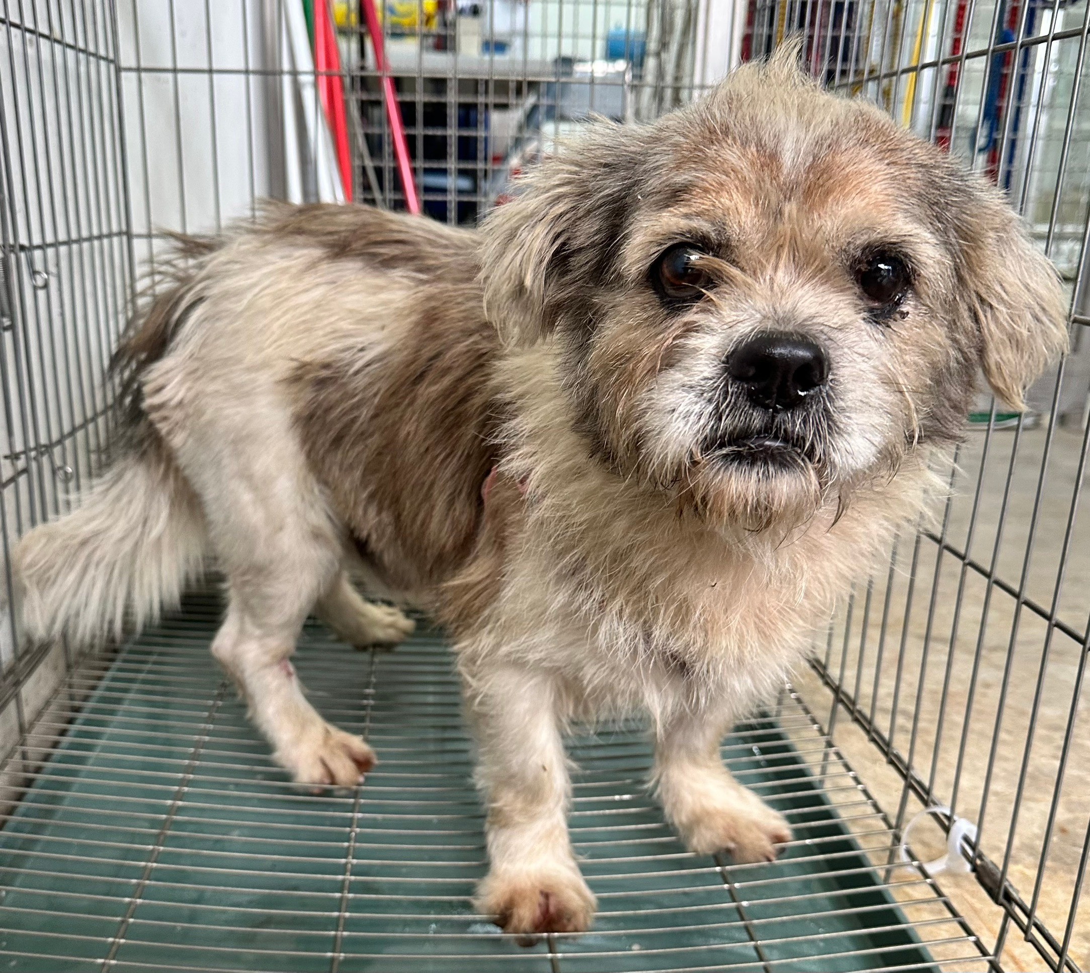 花蓮縣已領養狗 混種犬