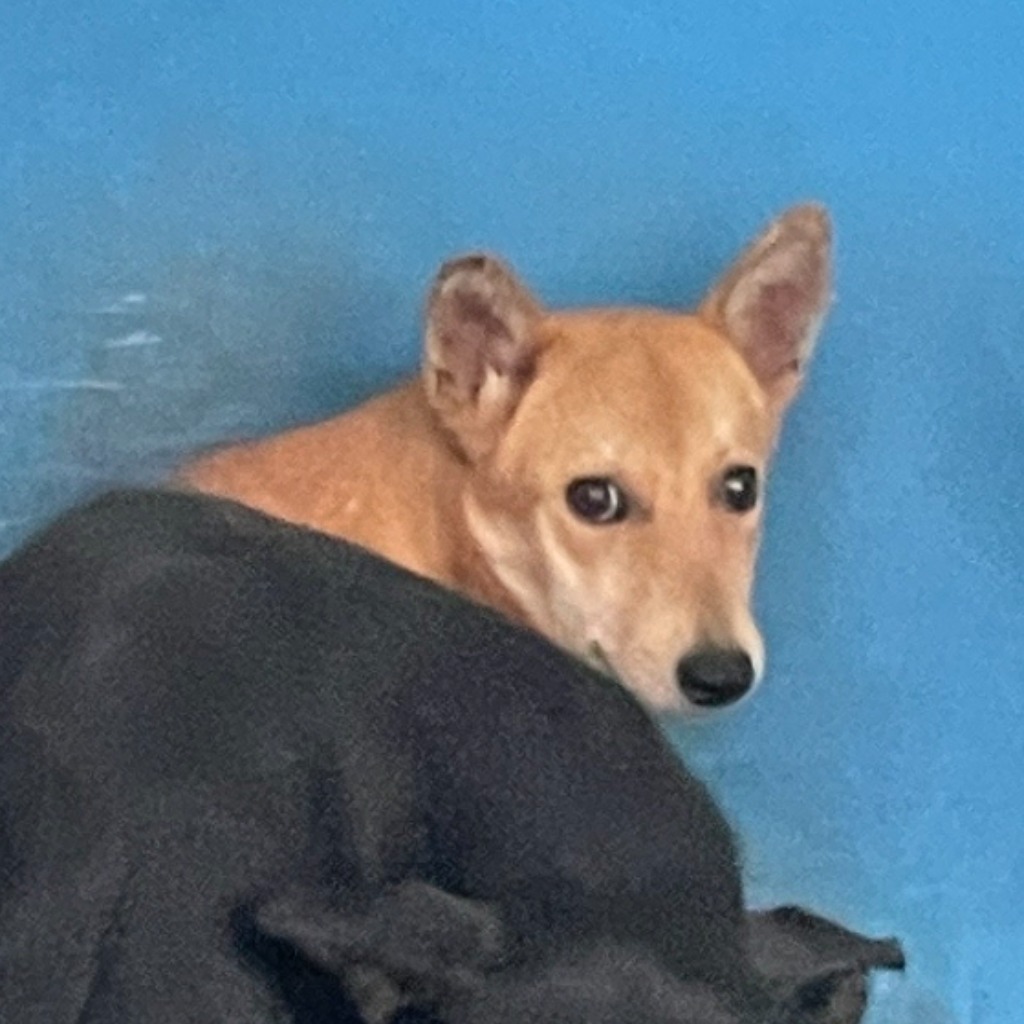 苗栗縣已領養狗 混種犬