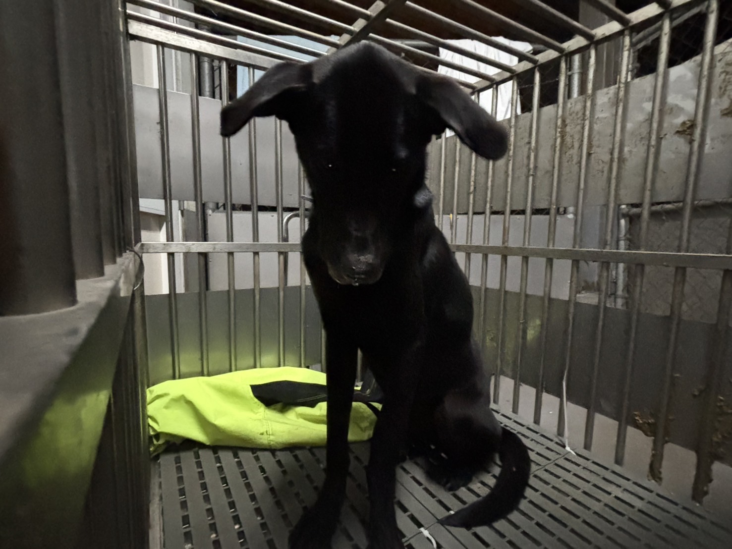 新北市已領養狗 混種犬