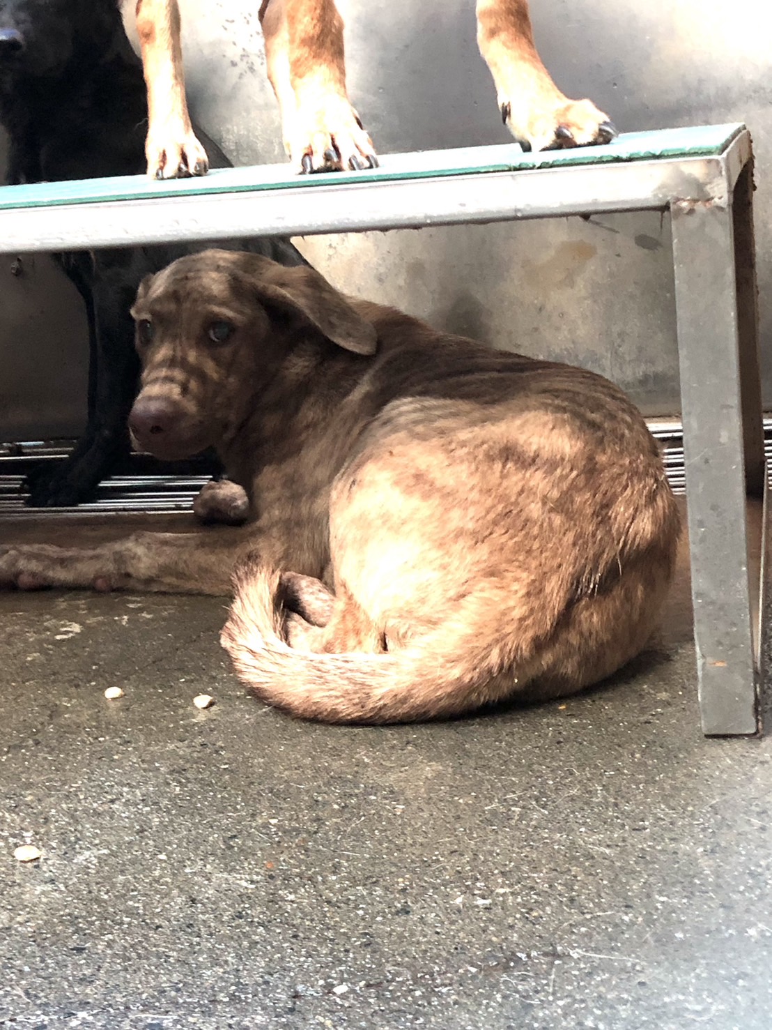 彰化縣已領養狗 混種犬