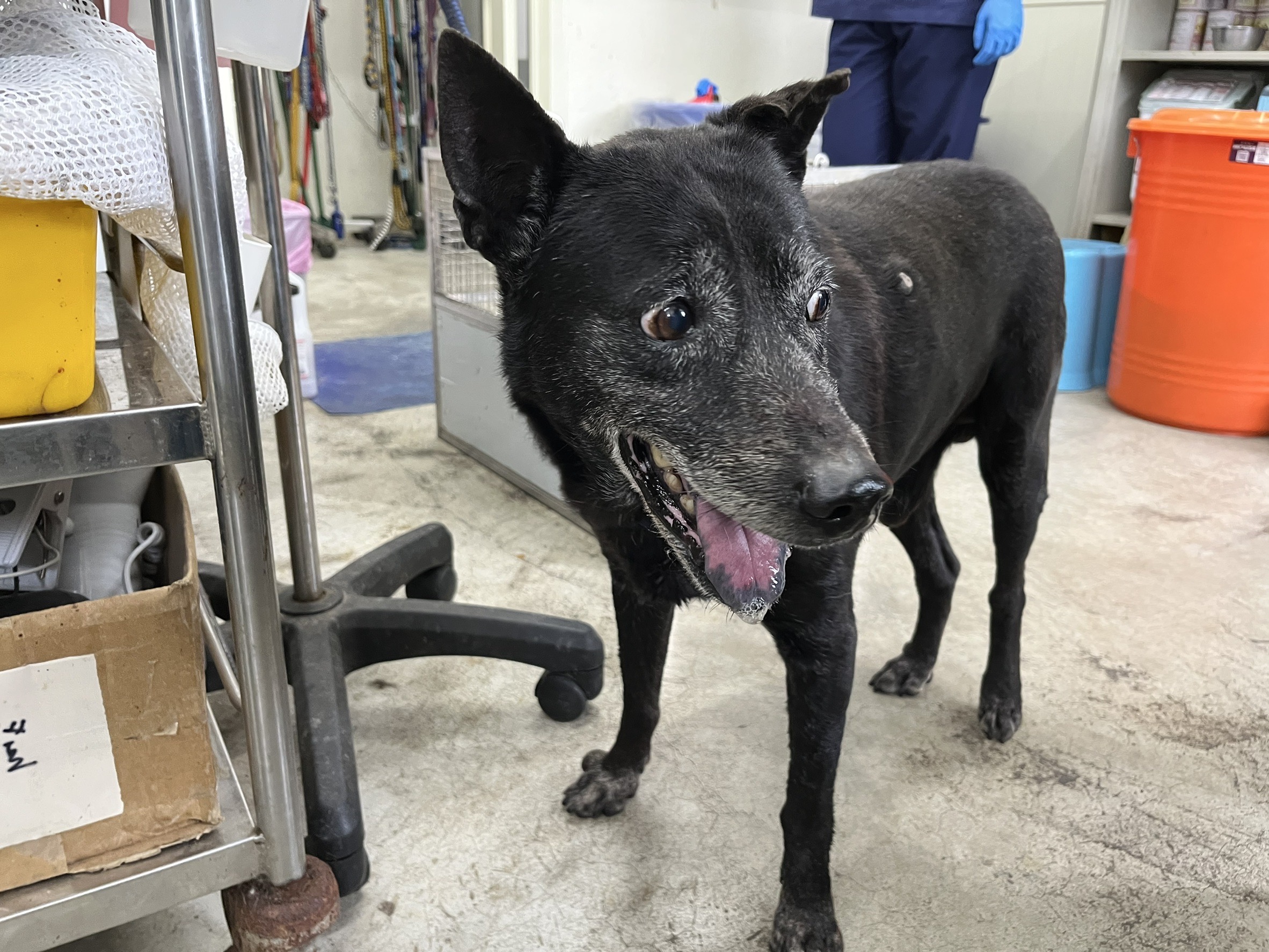 台北市已領養狗 台灣犬