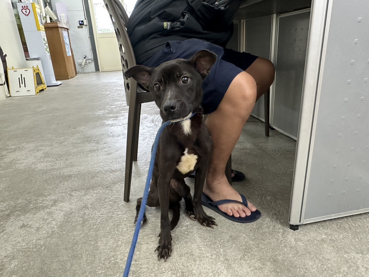 台北市已領養狗 混種犬