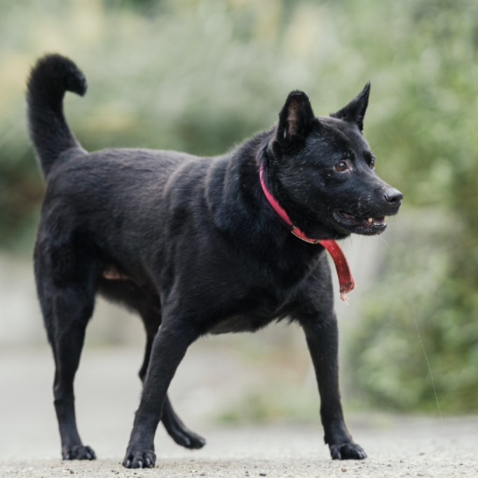 新北市已領養狗 混種犬