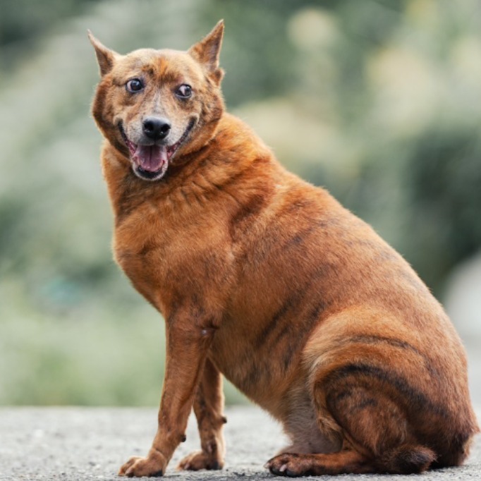 新北市已領養狗 混種犬