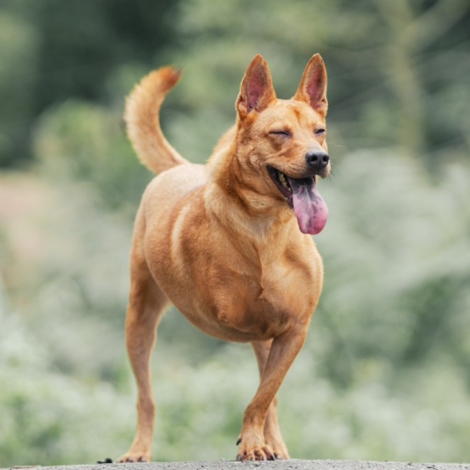 新北市已領養狗 混種犬