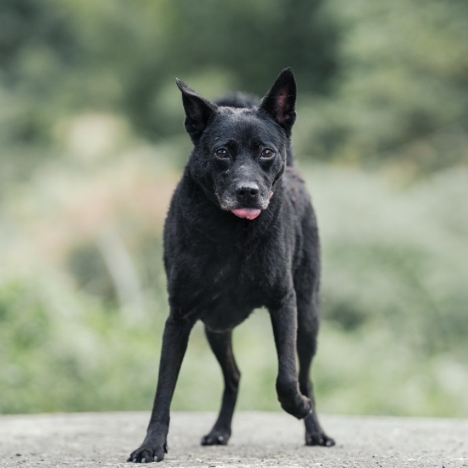 新北市已領養狗 混種犬