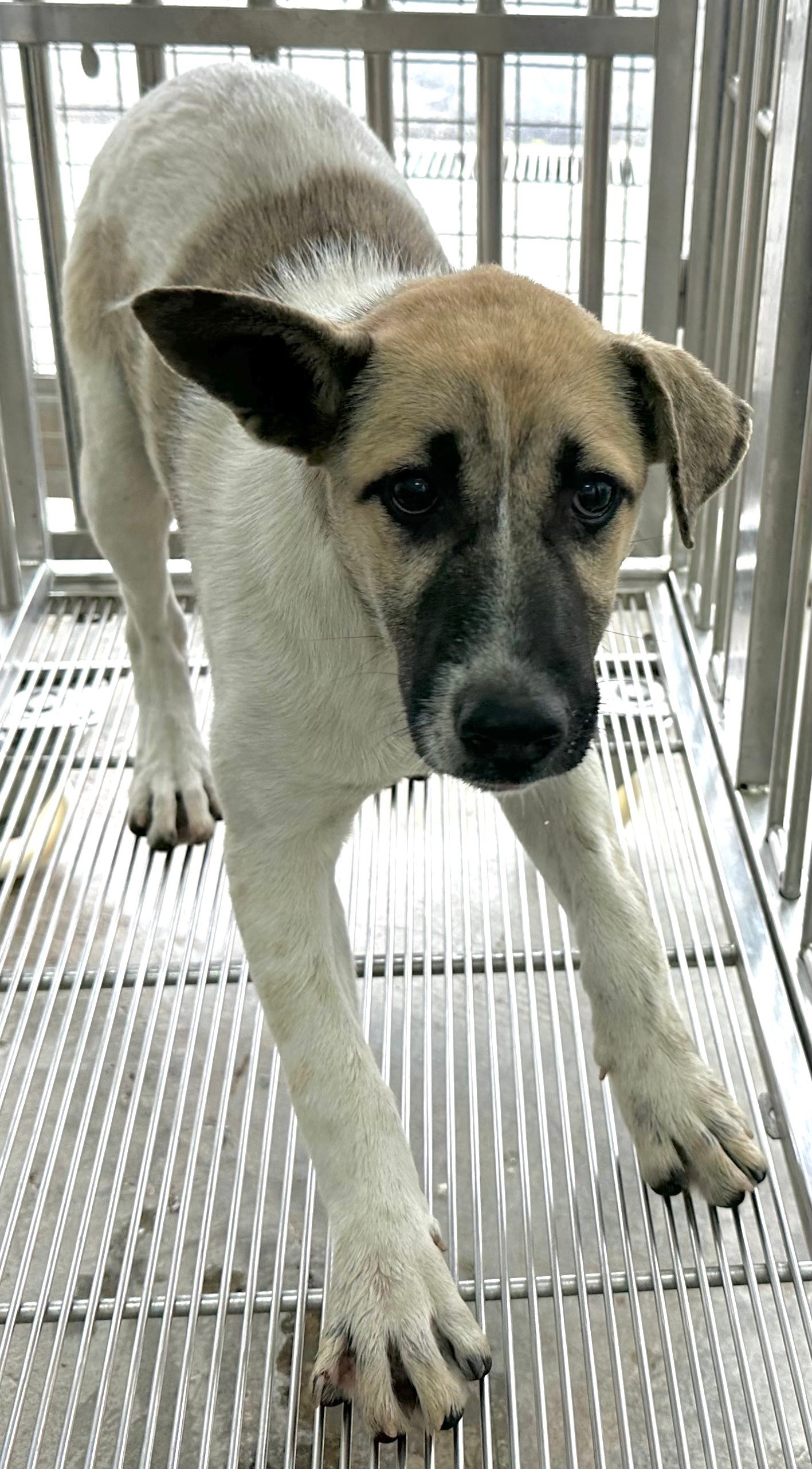 花蓮縣已領養狗 混種犬