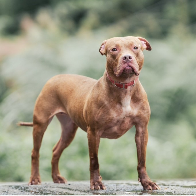 新北市已領養狗 比特犬
