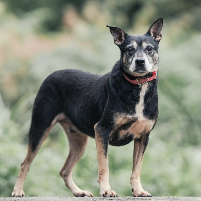 新北市已領養狗 混種犬
