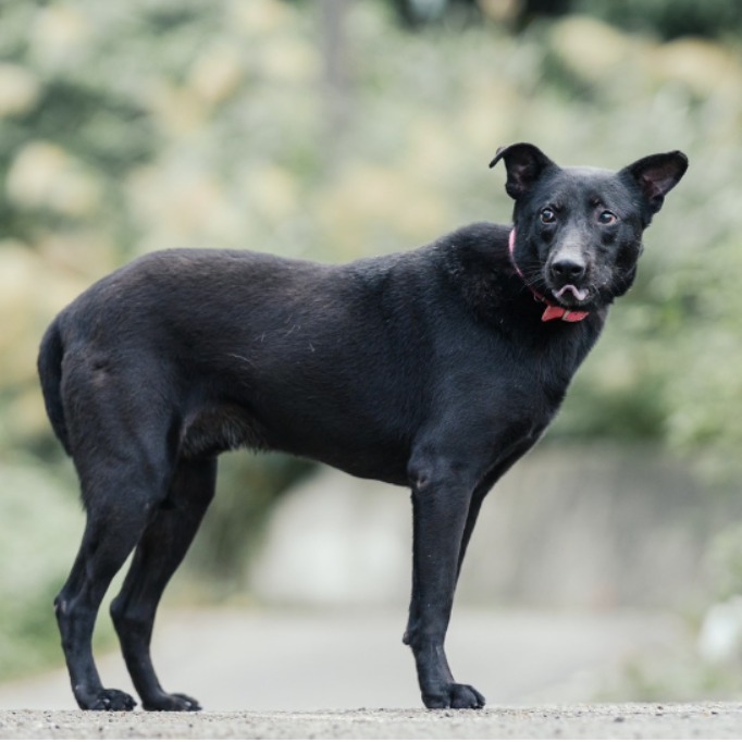 新北市已領養狗 混種犬