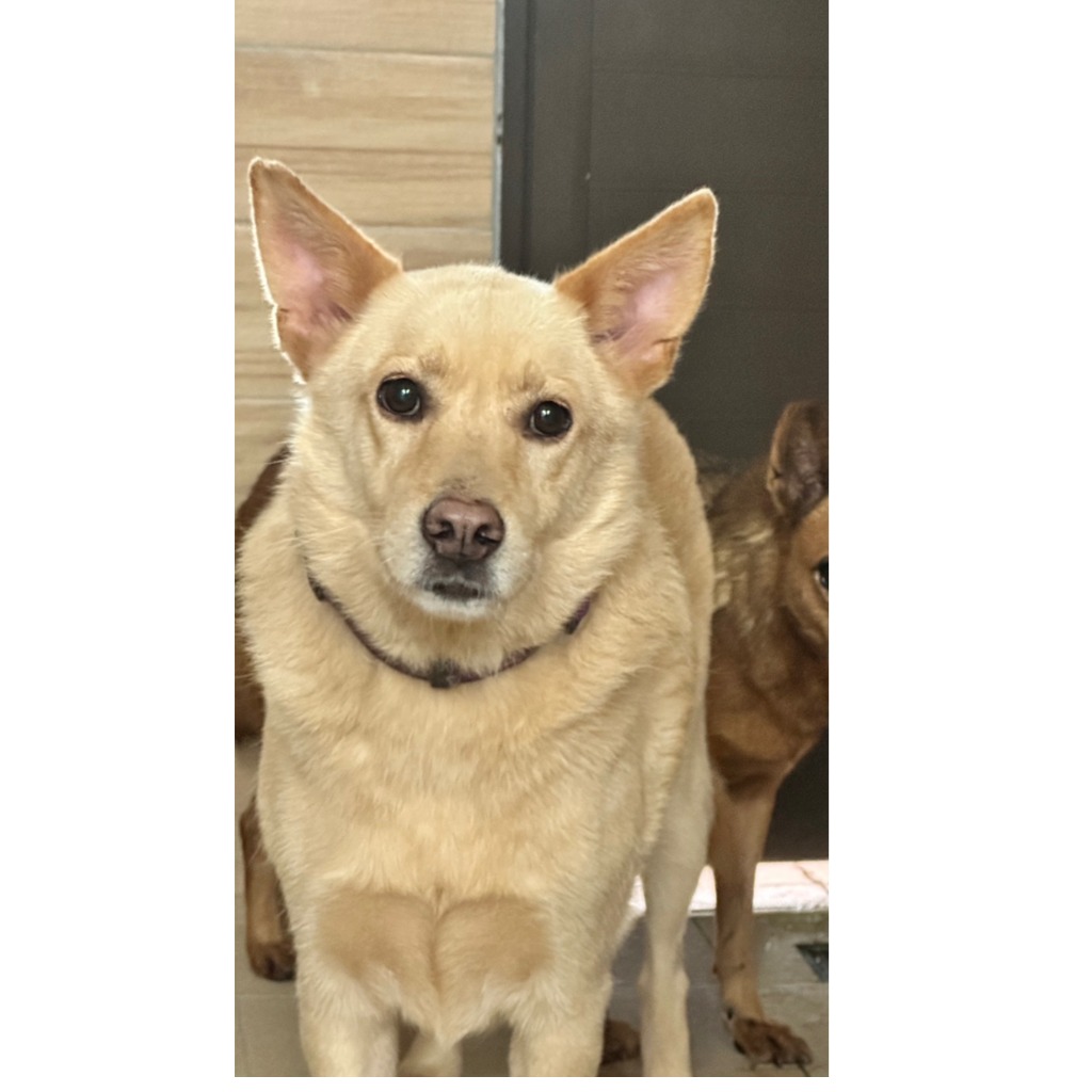 新北市已領養狗 混種犬