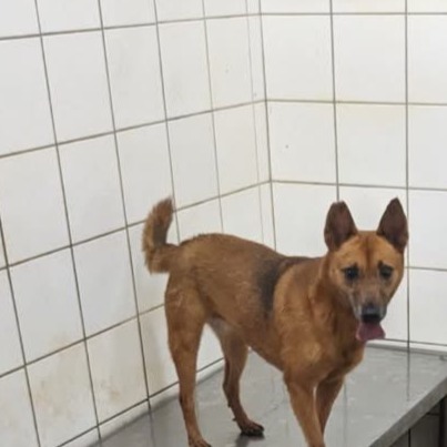 新北市已領養狗 混種犬