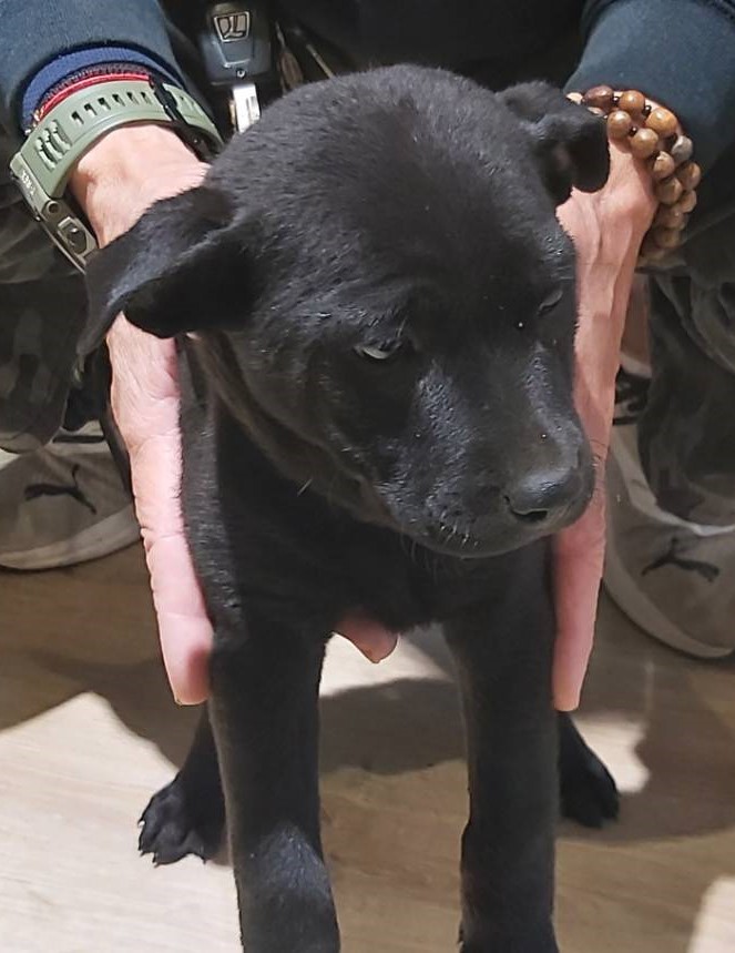 桃園市已領養狗 混種犬