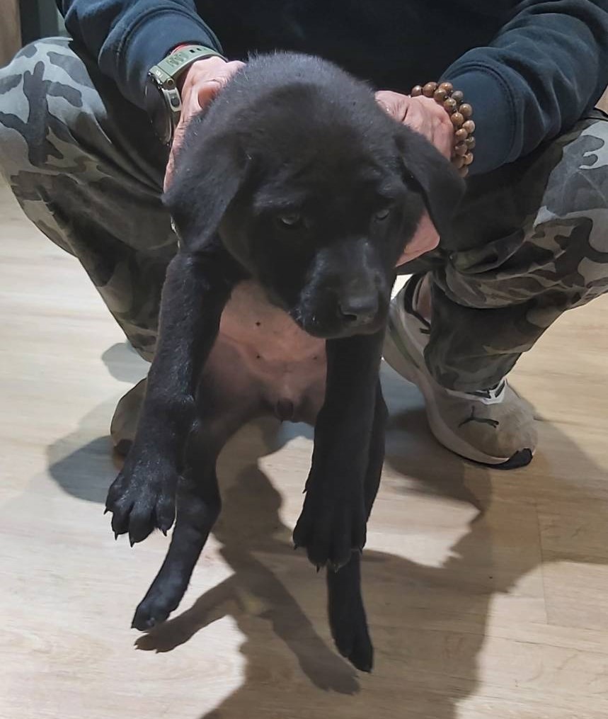 桃園市已領養狗 混種犬