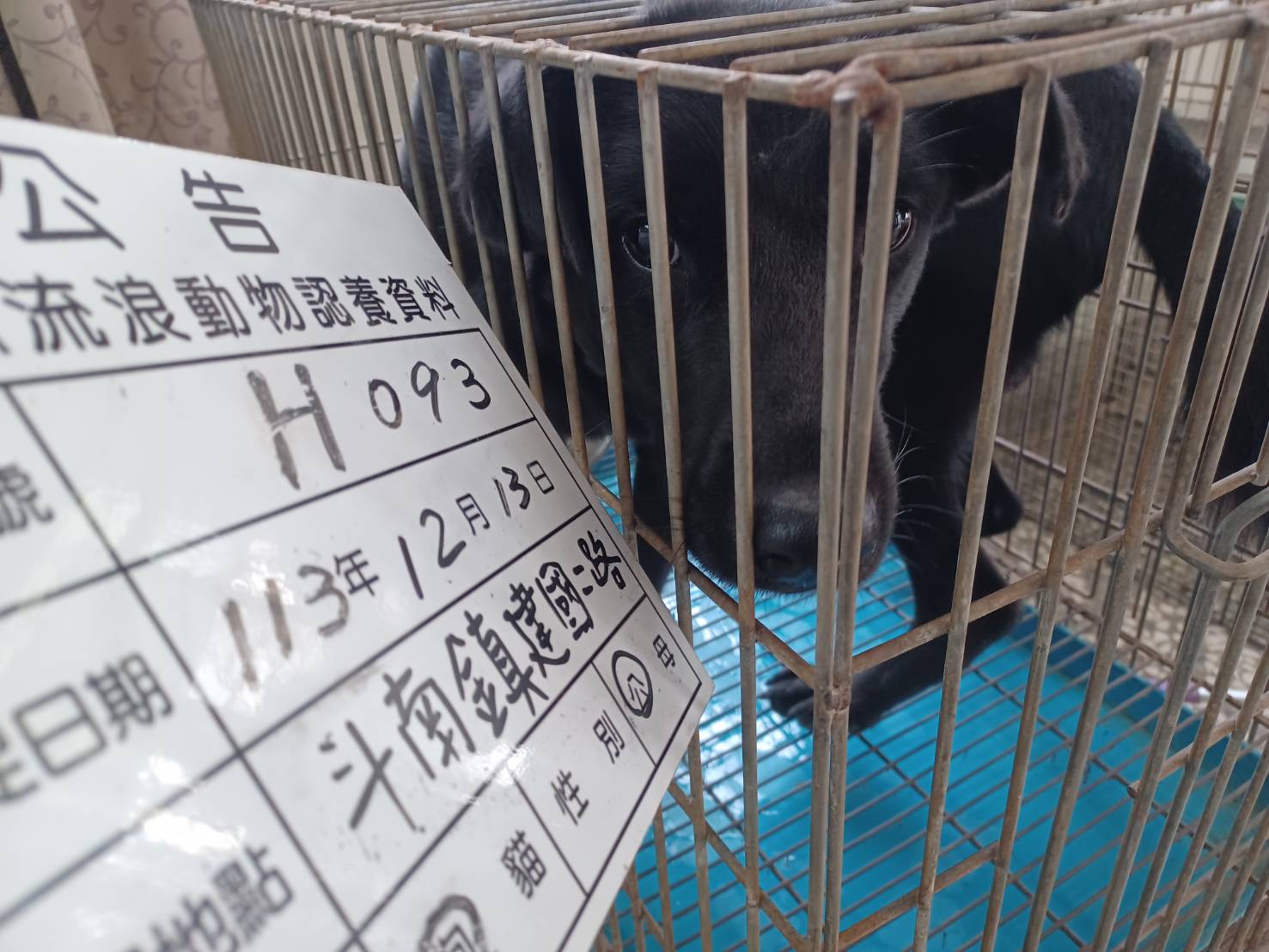 雲林縣已領養狗 混種犬