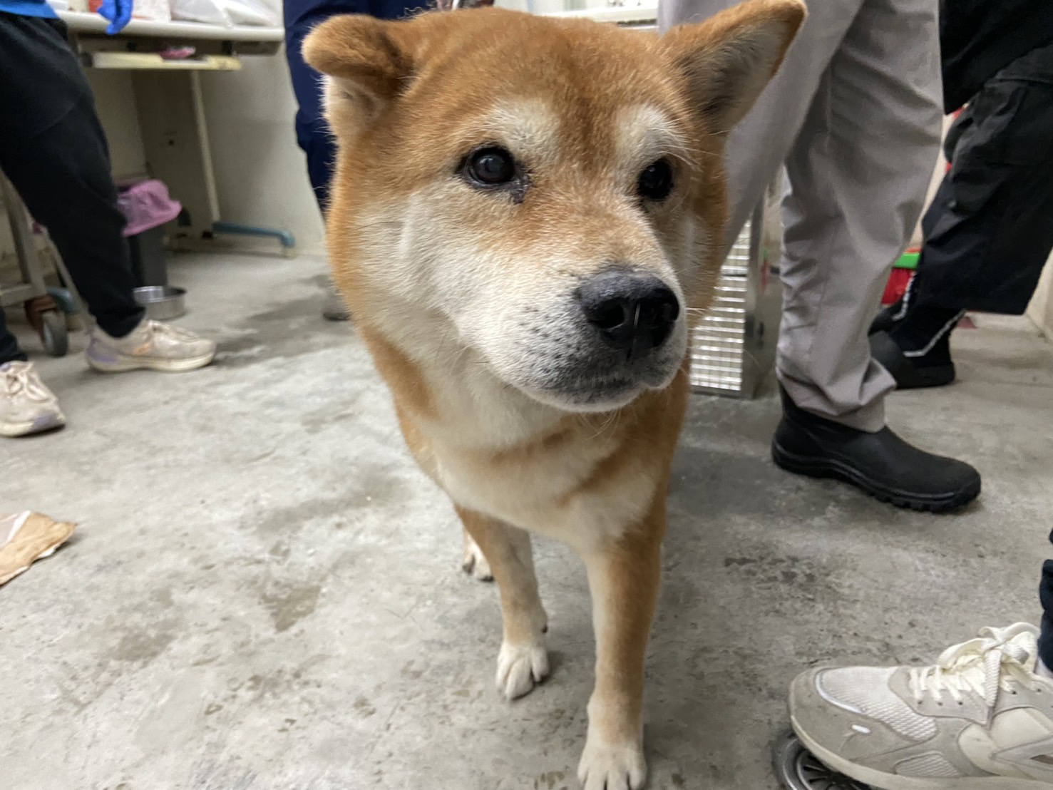 台北市已領養狗 柴犬